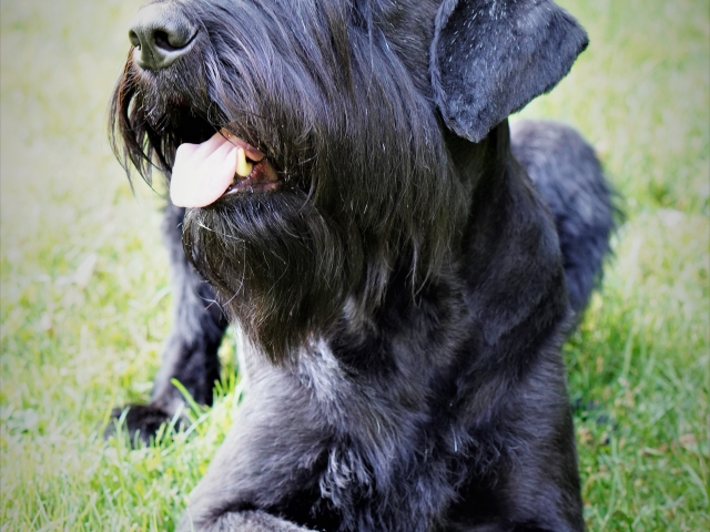 Unsere Hunde: Unique Vom Elfenpütz